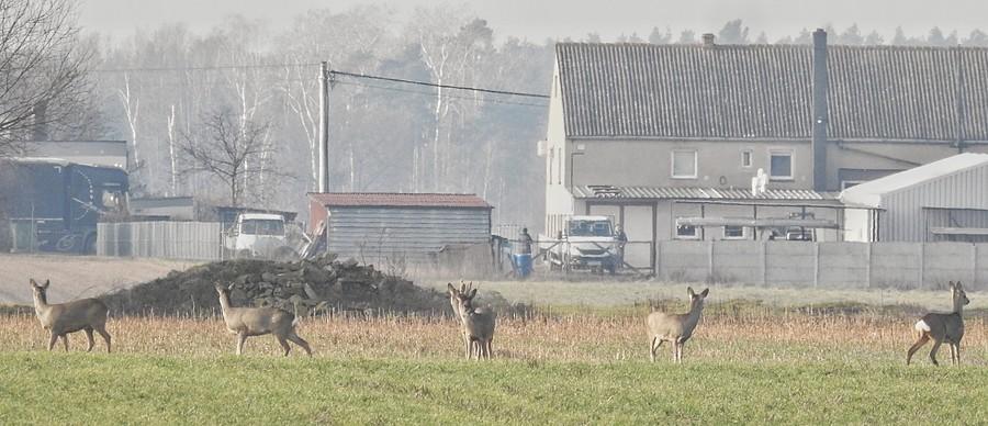 Sarenki patrzą na ludzi za kratami :)