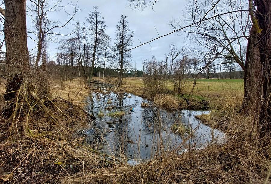 Bagno przy granicy poznańskiej Głuszyny