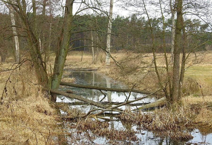 Zbliżenie bagienne