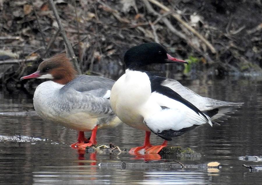 Nurogęsi na poznańskiej Dębinie