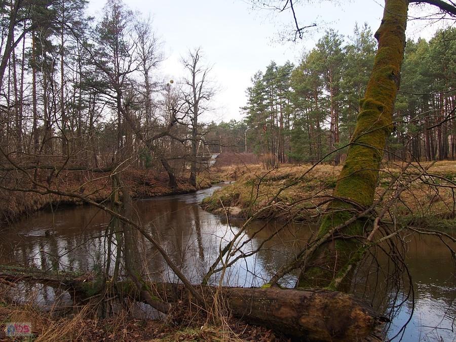 Mała Panew w Krupskim Młynie