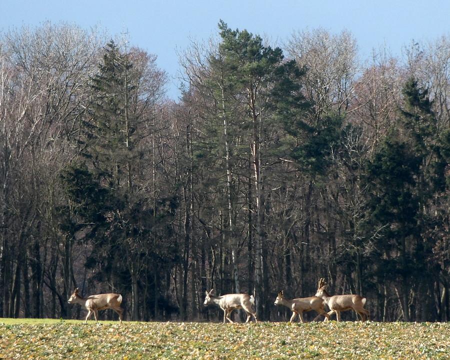 Wędrujace sarenki