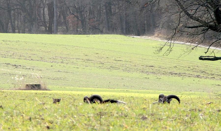 A co to za różki wystają...? :)