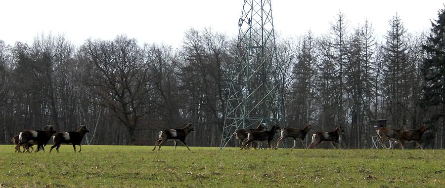 Poruszenie wśród muflonów
