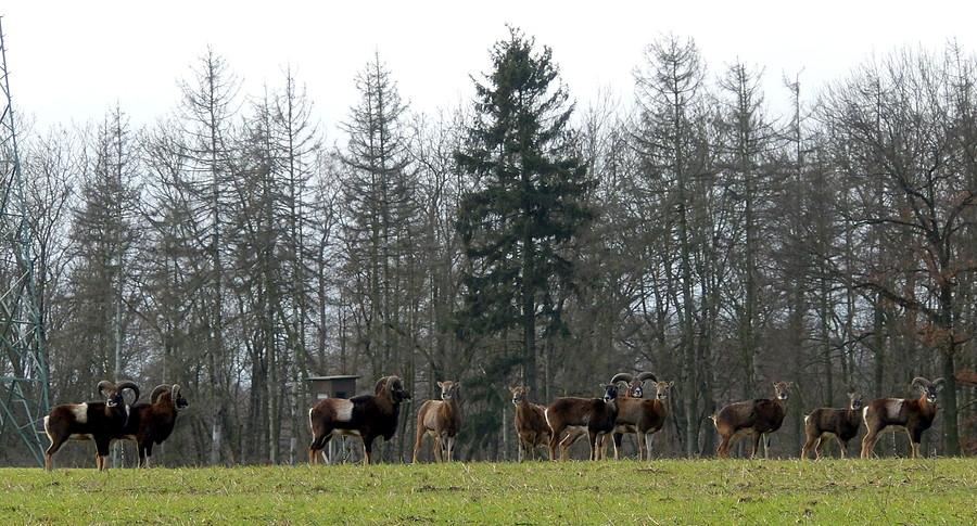 Stado muflonów w podpoznańskich Lisówkach