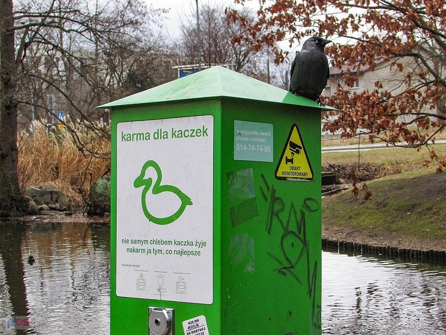 Strażnik banku z kaczym żarełkiem
