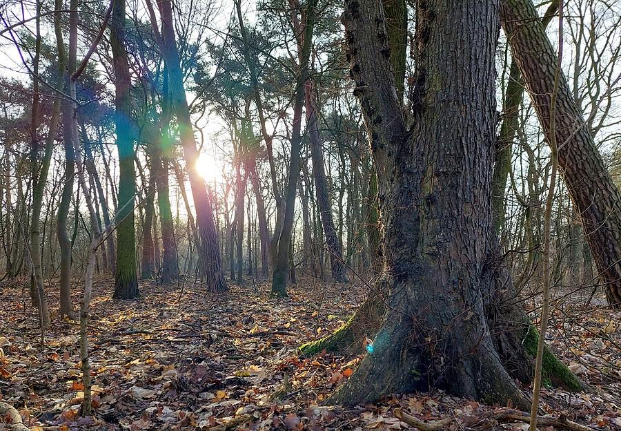 Stare drzewa z poznańskiej Dębiny