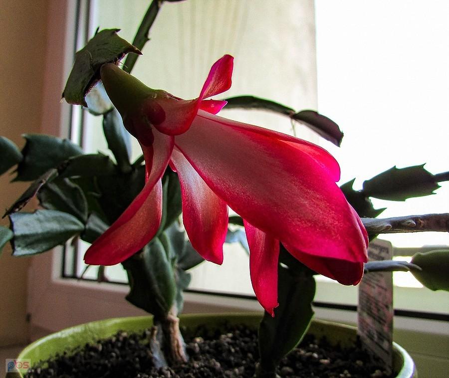 Kapryśna szlumbergera pokazała kwiatek