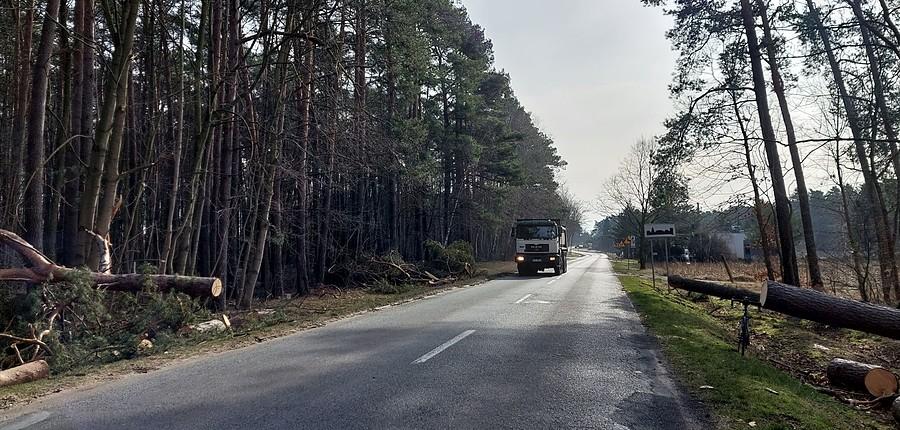 Pomiędzy powalonymi drzewami obok Żabna