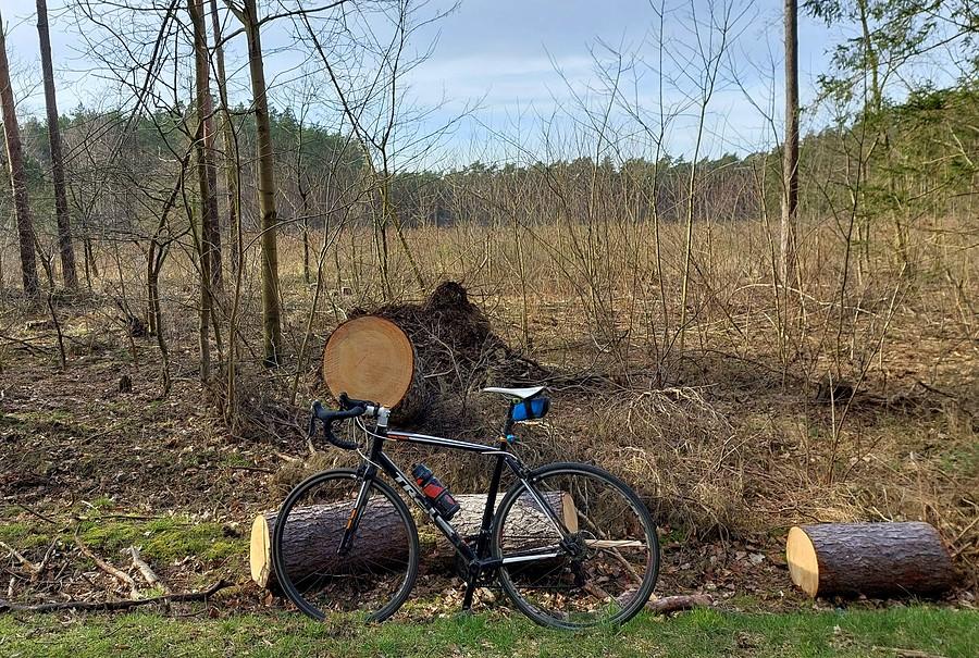 Powalone przez wiatr resztki drzewa. Pewnie by nie padło, gdyby nie widoczna w tle wycinka autorstwa Lasów Państwowych