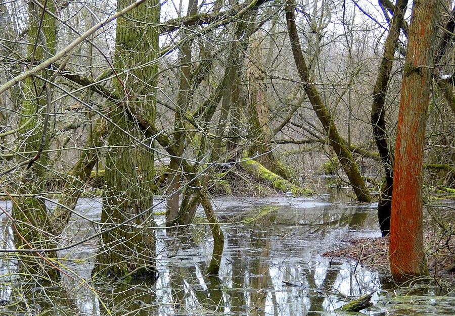 Zalane tereny nadwarciańskie w Poznaniu