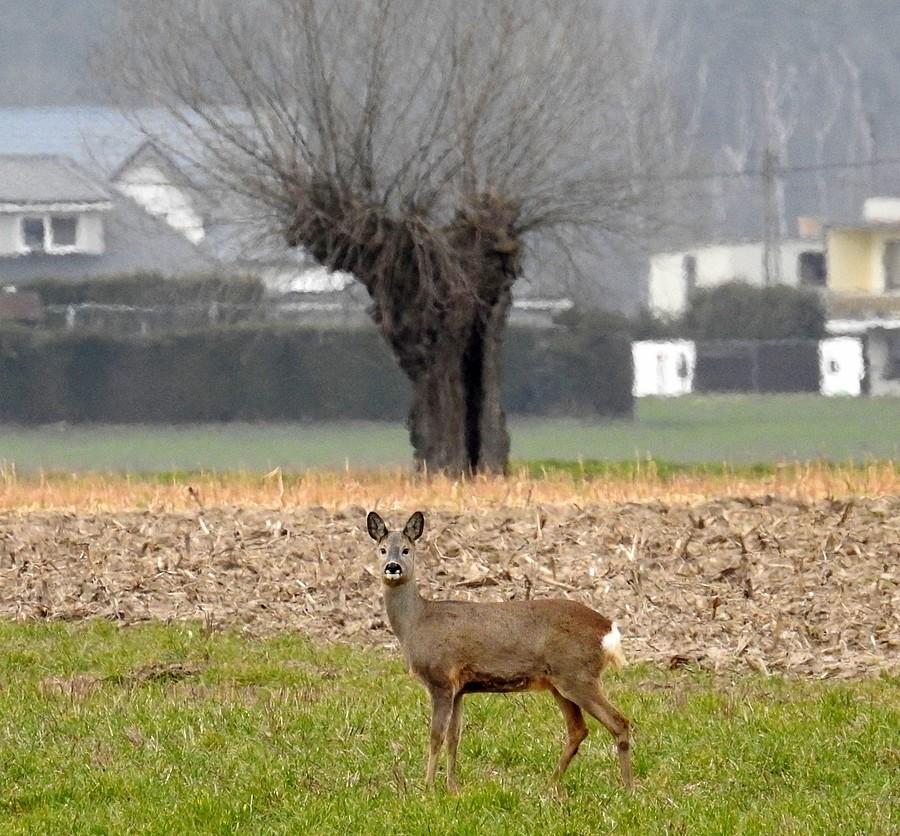 Sarna pod wierzbą