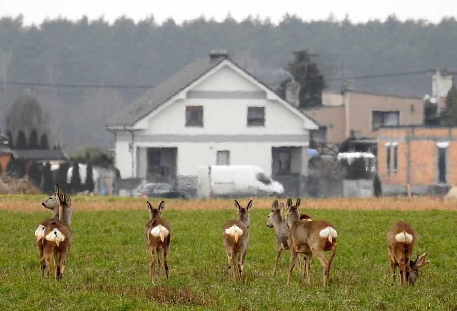 Białodupce idą w kierunku Konarzewa
