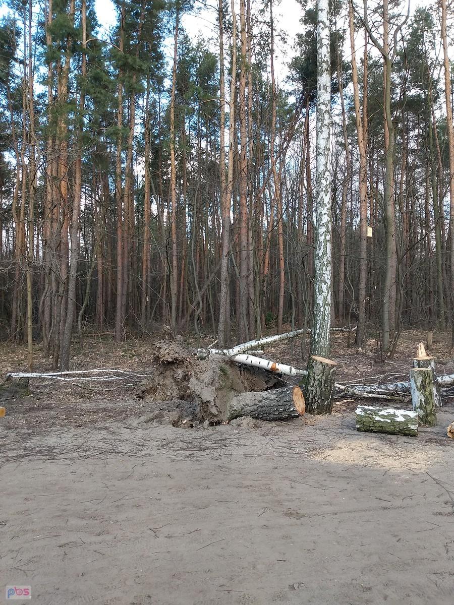 Moje slalomowe brzózki połamane i powywracane przez wichury