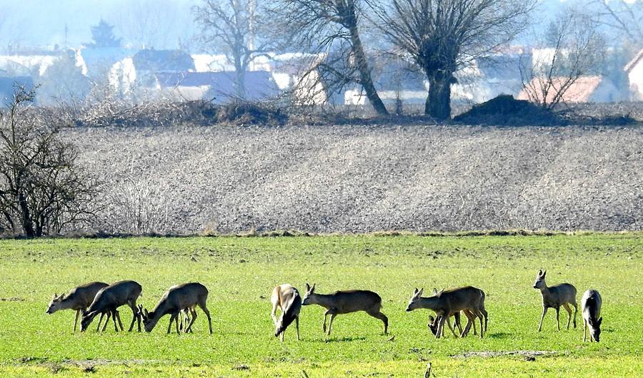 Stadko sarenek koło Krzyżownik