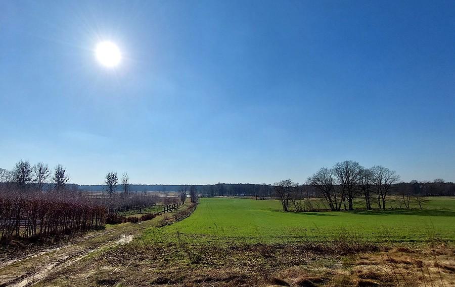 Pola w Radzewicach