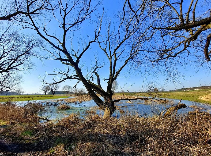 Zalane pole w Świątnikach