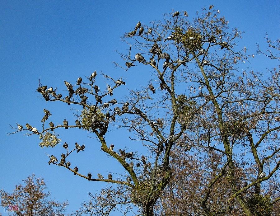 Sępy czekają na karmicieli kaczek