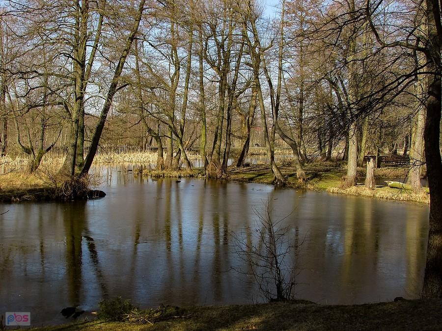 Staw pokryty jest cieniutką warstwą lodu