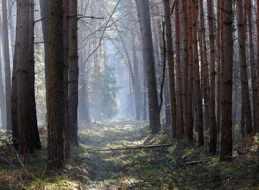 Głębia lasu