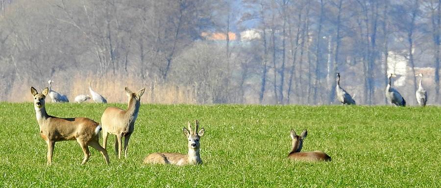 Sarenki obserwują zarówno mnie, jak i żurawie