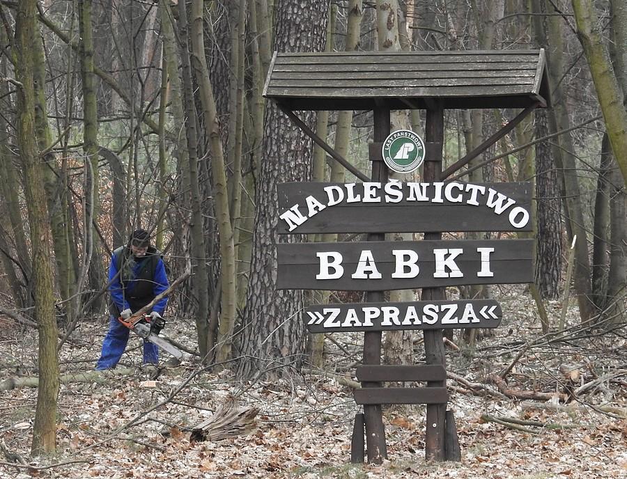 Nadleśnictwo Babki i jego misja na jednej fotce