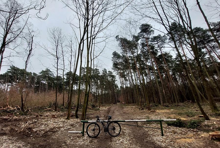 To nie wichura, tylko zaplanowane działania Lasów Państwowych