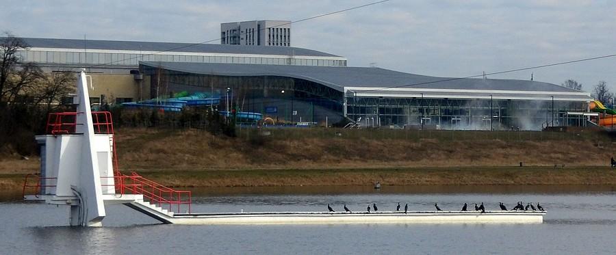 Termy Maltańskie i kormorany na pierwszym tle, Poznań