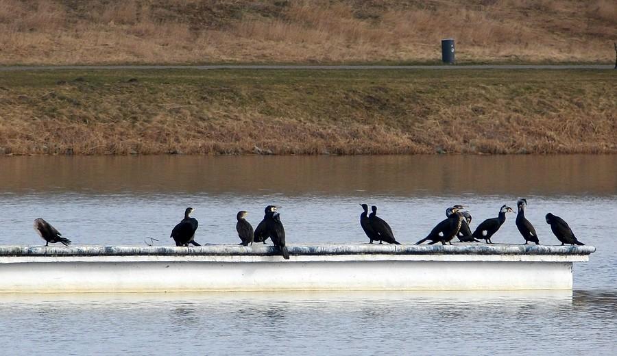 Kormorany na środku Jeziora Maltańskiego