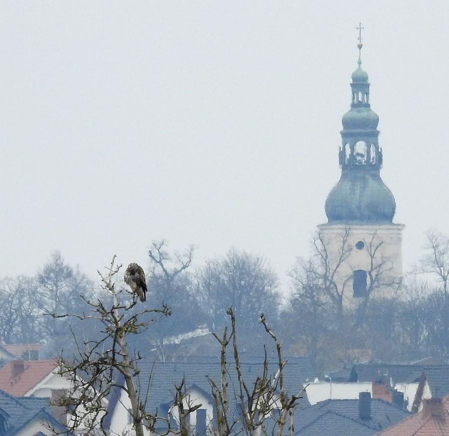 Myszołów na tle wieży kościoła w Konarzewie