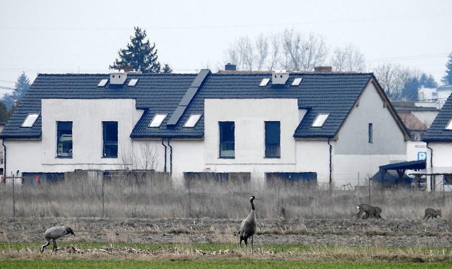 Żurawie i sarenki koło zabudowań