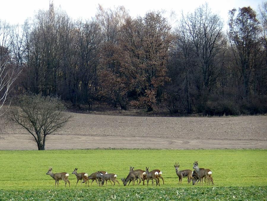 Sarenki z okolic Sadów