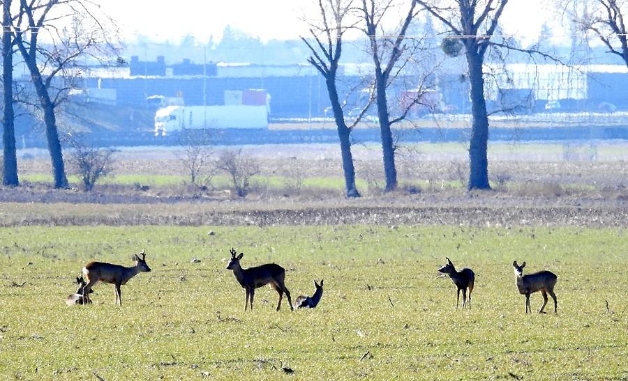 Zacienione stadko saren