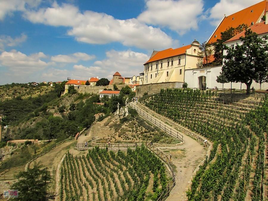 Znojmo - droga wśród winnic na wzgórze kościelne