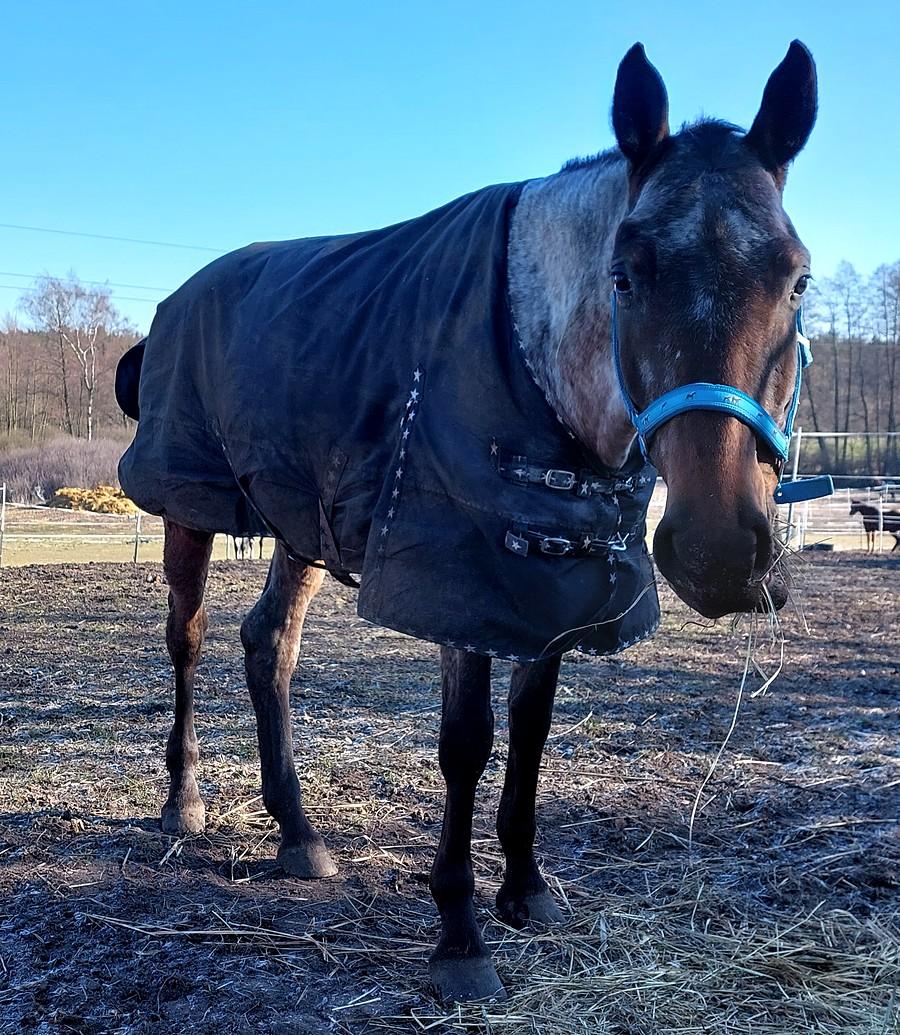Konik z Babek