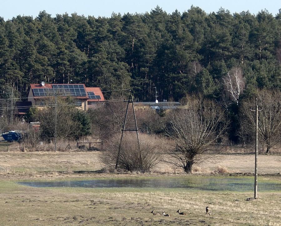 Wieś Daszewice z sarenkami gratis