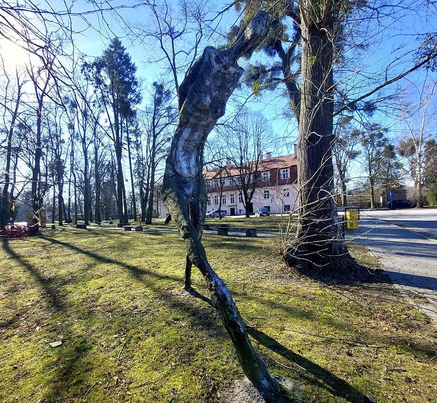 Spacer w tańcu, Kórnik