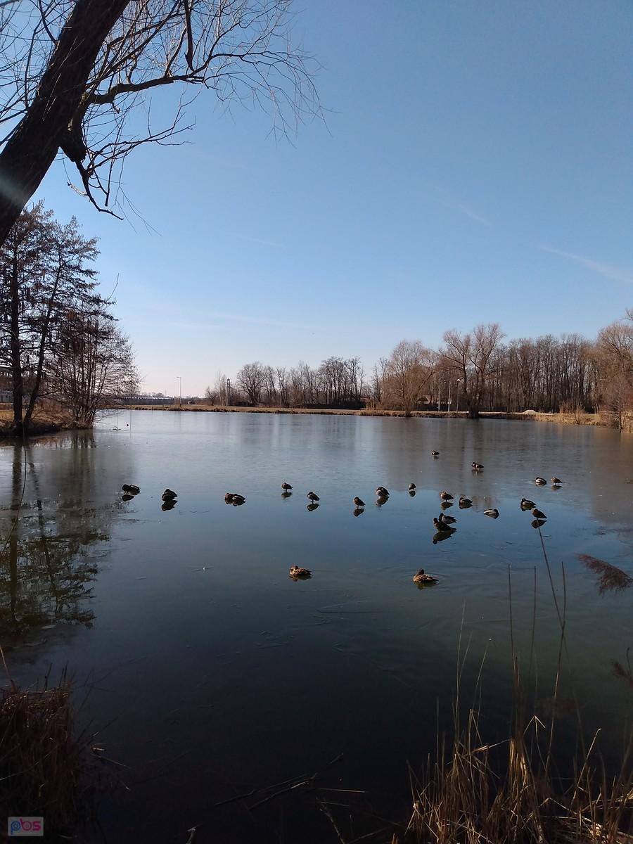Staw w Zielonkach