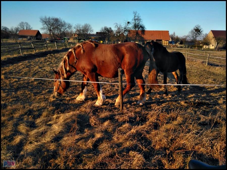 Ślicznotka :)