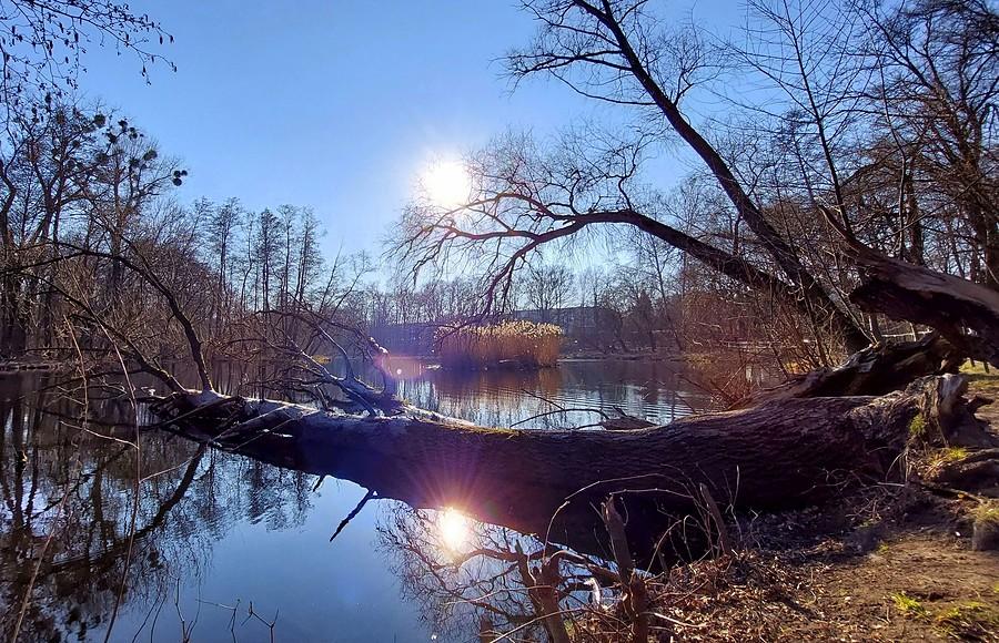Staw Grundela, poznańska Dębina