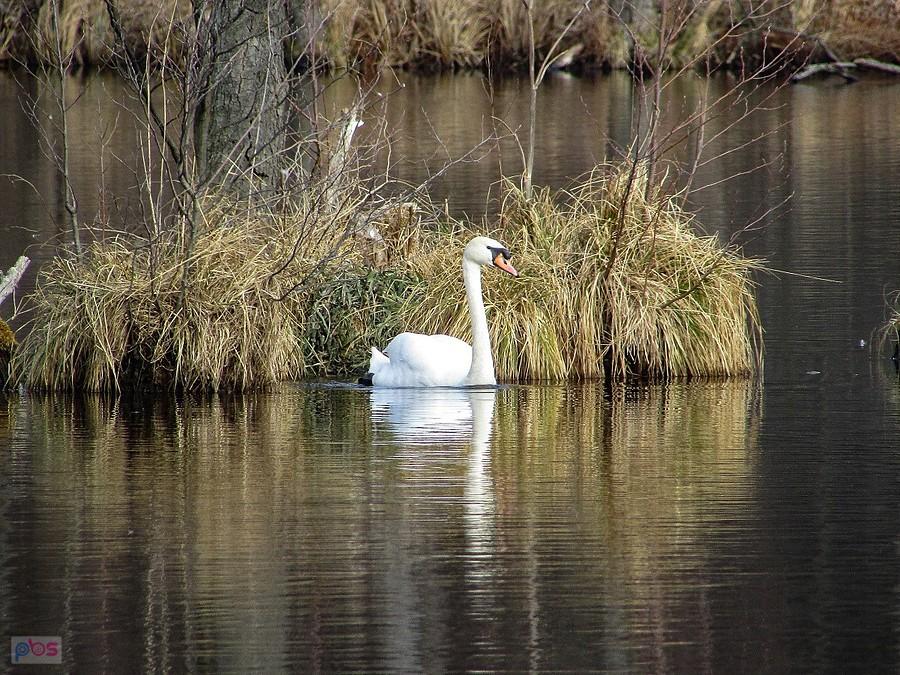 Pani łabędziowa