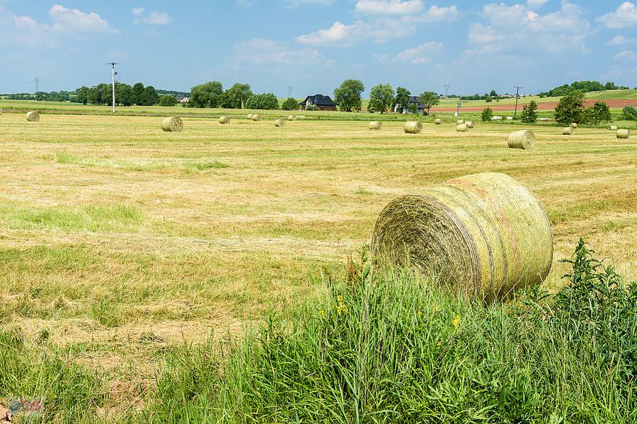 Podżarze - integralna część wsi Pińczyce