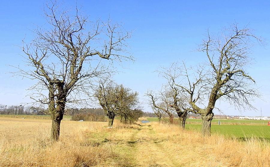 Uschnięte drzewa w okolicach Żernik