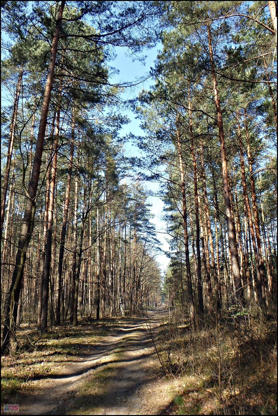 W lesie bezwietrzne