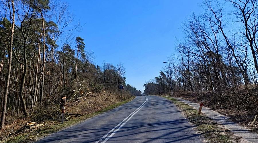Przerażający widok - kolejna wycinka pod następną debilną śmieszkę, Rogalin