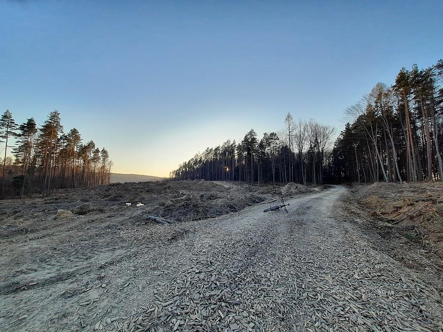 Był las, będzie S19.