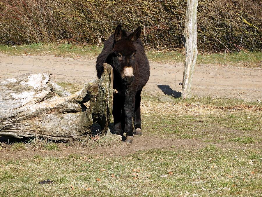 Osiołek z Blankensee - nie chciał podejść bliżej.