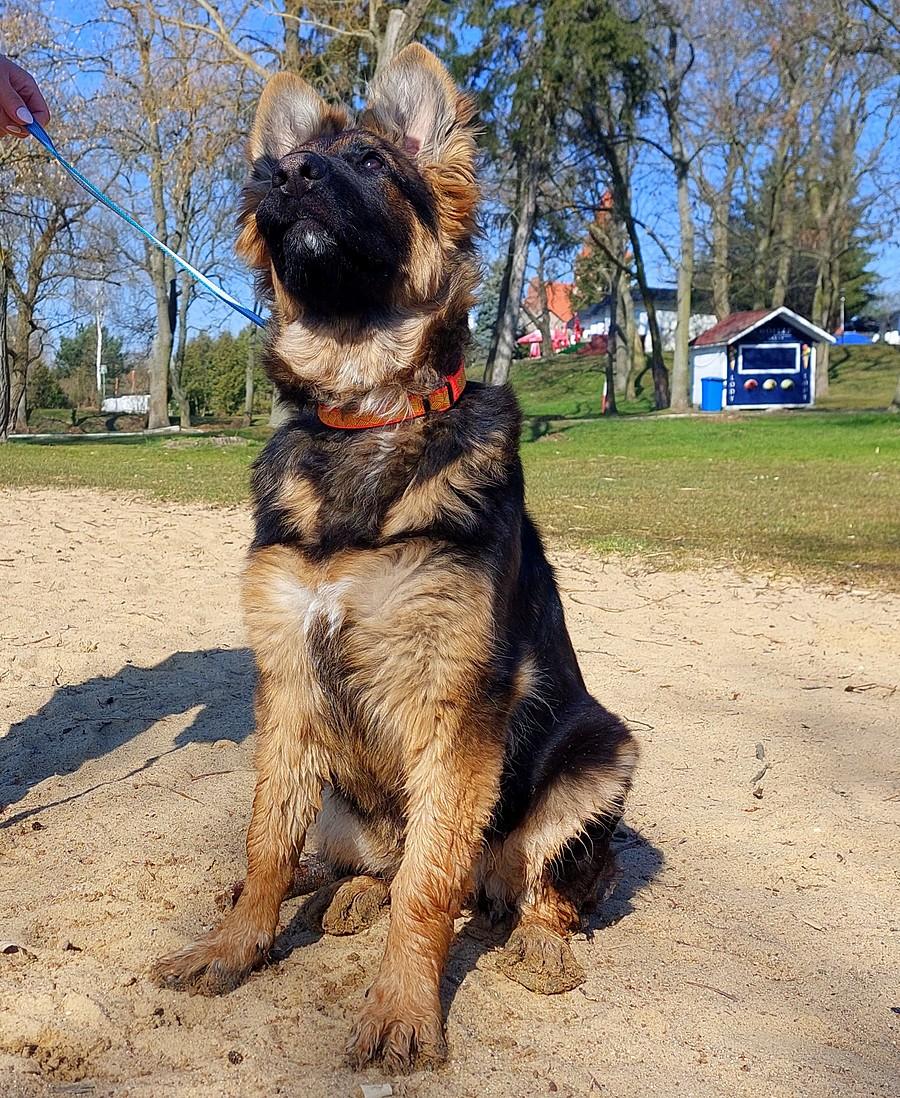 Molly, miesięcy cztery. Jak na moje wyrośnie na słonia :)