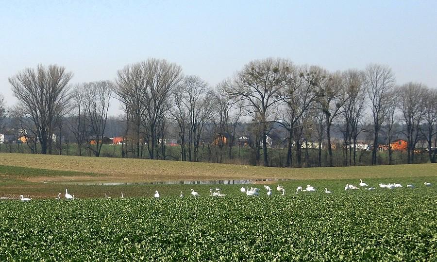 Odpoczywające łabędzie i gęsi