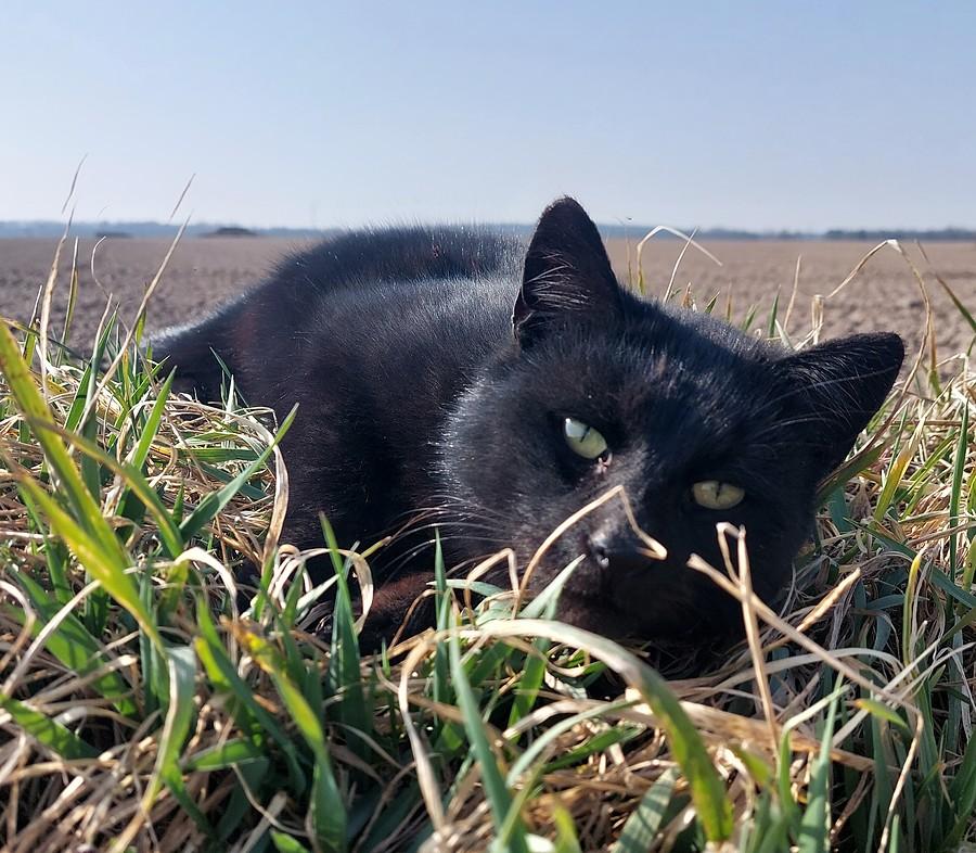 Rozmarzony kotek